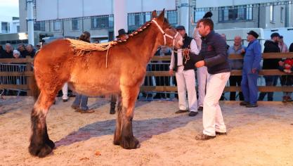 Xella van ’t Zevekoot - v. Kobus van de Klaverhoeve, met als fokker en eigenaar familie De Graeve, werd kampioene bij de merrieveulens 2025 op de Pakov-veulenprijskamp.