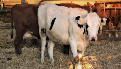 Volgend jaar is er in België geen verplichte vaccinatie voor blauwtong en EHD voor runderen.