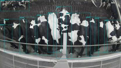 Een automatisch detectie- en registratiesysteem dat werkt aan de hand van camera’s en artificiële intelligentie registreert de weide-uren van rundvee.