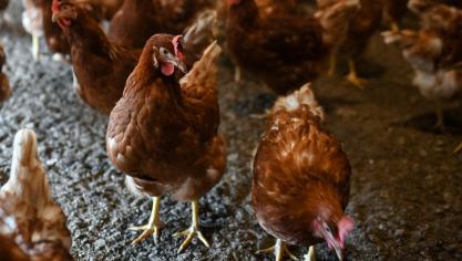 Er is opnieuw vogelgriep vastgesteld, dit keer in het Nederlands-Limburgse Weert.