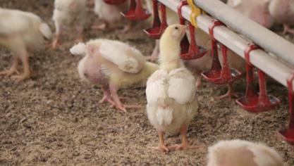 De evolutie van varkens naar pluimvee is volgens Brouns het gevolg van economische omstandigheden en strategische keuzes.