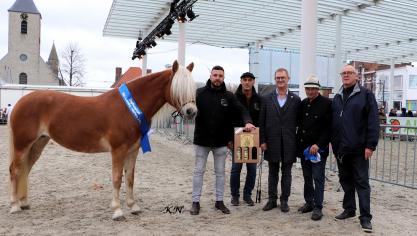 Dia-More EL (Liz Wales) van eigenaar Ken De Smet werd dagkampioen tijdens deze Halfinger-keuring.
