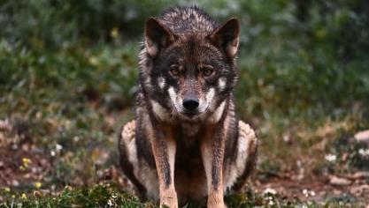In de Nederlandse provincie Utrecht hebben jagers een wolf doodgeschoten.