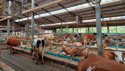 In het Vlaams Parlement vroeg Andy Pieters (N-VA) zich af of de ammoniakuitstoot van melkveestallen systematisch wordt onderschat.