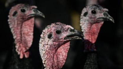 Ben Weyts heeft nieuwe normen om kalkoenen beter te beschermen.