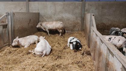 De prijzen voor BWB-runderen blijven stabiel.