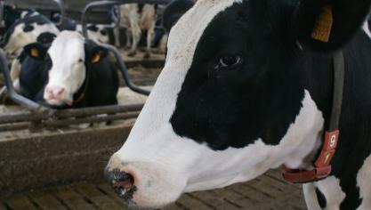 De Belgische melkprijs van het Nederlandse Vreugdenhil Dairy Foods werd voor december vastgelegd op 41,19 euro per 100 l melk.