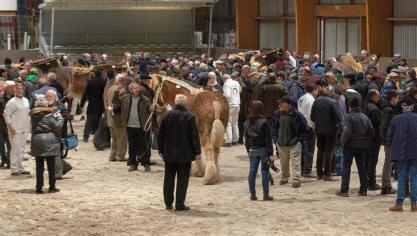 Op een hengstenkeuring worden de beenscores steeds meer een belangrijk punt.