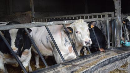 De prijzen voor BWB-runderen blijven stabiel.