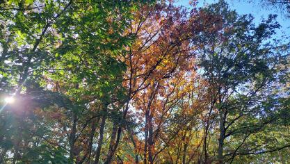 Natuurbeheerders kunnen nog tot eind 2027 een subsidie aan te vragen voor gronden om te bebossen.