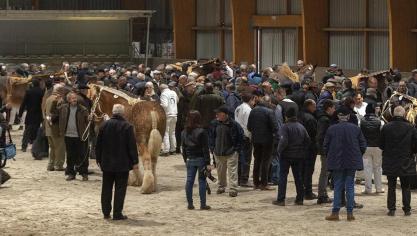 Op hengstenkeuringen worden de beenscores steeds meer een belangrijk punt.