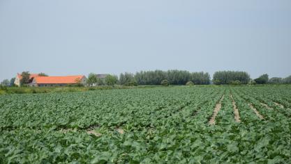 De voorbije weken kregen kooltelers  in de Westhoek te maken met een  uitzonderlijke bladluisplaag.