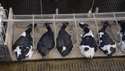 In de 3 jaar dat Bovaer in Vlaanderen wordt toegepast, zijn er geen meldingen over gezondheidsproblemen bij runderen opgedoken.