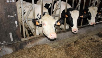 De EFSA adviseert om het bewustzijn bij boeren en dierenartsen te vergroten.