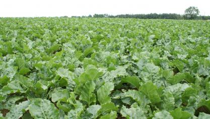 Wereldwijd is de suikerprijs ingestort, door overproductie. Dat heeft gevolgen voor de suikerbietentelers in ons land.