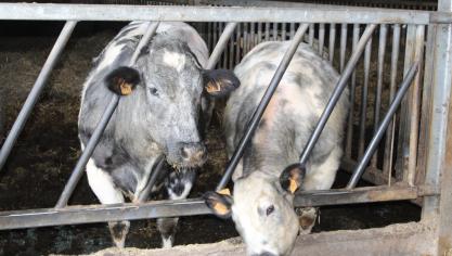 Het algemeen vaccinatieverbod tegen Infectieuze Boviene Rhinotracheïtis (IBR) wordt uitgesteld tot 1 november 2027.