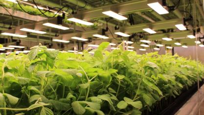 Via NGT's wordt het genetisch materiaal van zaden aangepast op een manier die ook via de natuur of via conventionele veredelingstechnieken kan voorkomen.