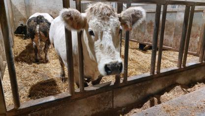 De prijzen voor BWB-runderen veranderen niet, behalve dan voor de stieren.