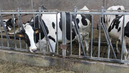 Veekompas informeert en begeleidt landbouwers bij emissiereductiedoelstellingen.