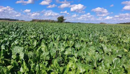Ook in 2025 was cercospora de dominante bladschimmelziekte, al trad ze in mildere vorm op dan in 2024.