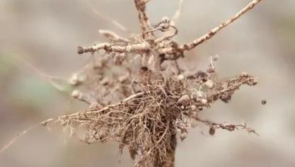 Protealis zal de subsidie inzetten voor de hoog innovatieve sojazaadcoating MagNfix.