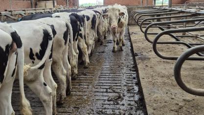 Een langere levensduur en productieve periode verhogen niet alleen de efficiëntie, maar ook de rendabiliteit van een bedrijf. Toch blijft deze eigenschap onvoldoende belicht.