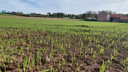Het productiepotentieel van wintertarwe ziet er heel gunstig uit. Dit is echter niet prijsondersteunend.