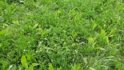 Kruidenrijke mengsels hebben veel voordelen, maar de toepassing ervan blijft in Vlaanderen nog onderbenut.