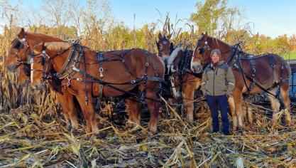 Jurgen Talpe bij een zesspan Vlaamse paarden tijdens de maïsoogst bij de Amish in de VS.