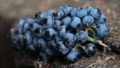 De situatie voor Duitse wijnmakers is ‘dramatisch’.