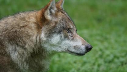 Minister Brouns werkt aan bijsturingen inzake de preventie van wolvenschade en het vergoeden ervan.