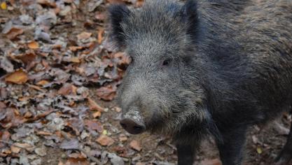 Schademeldingen aan akkers en weiden door wilde everzwijnen leiden zelden tot nooit tot een uitbetaling van een schadevergoeding.