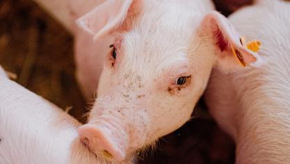 Met de nieuwe PCR-test van DGZ kun je bepalen welk subtype van het rotavirus op jouw bedrijf aanwezig is.