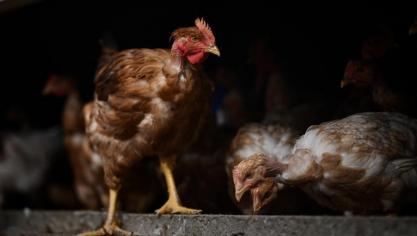 De maatregelen in het kader van de vogelgriep rond Veurne worden langer aangehouden.