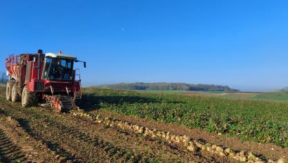 Het huidige Mercosur akkoord is oneerlijk en schadelijk voor de Europese landbouw en in het bijzonder de suiker-, rundsvlees- en gevogeltesector, stelt de CBB.