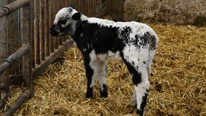 De gekruiste kalfjes hebben de typische Speckle Park-vacht.