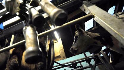 De melkaanvoer in Europa bleef ook op het einde van 2025 stevige cijfers tonen.