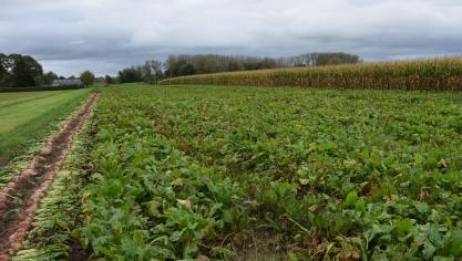 Er is 1 nieuw voederbietras toegelaten tot de Belgische rassenlijst.