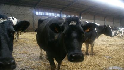 De Belgische melkprijs van het Nederlandse Vreugdenhil Dairy Foods werd voor januari vastgelegd op 38,20 euro per 100 l melk.