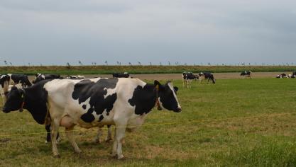 De ontslagnemende Nederlandse regering komt met een nieuwe vrijwillige beëindigingsregeling voor veehouders.