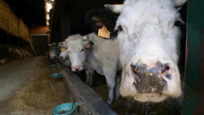De prijzen voor BWB-koeien stijgen licht.