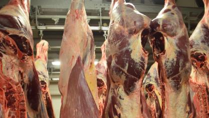 Bij runderen is in de eerste 11 maanden van 2025 de vleesproductie met ruim 10% gedaald tegenover dezelfde periode in 2024.