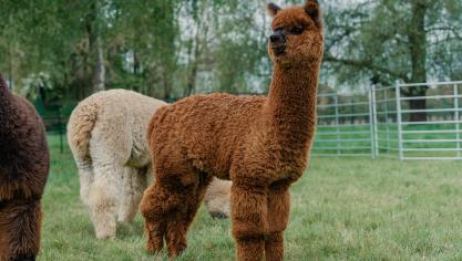 Alpaca’s houden in België vraagt kennis, engagement en een goed inzicht in hun specifieke noden.