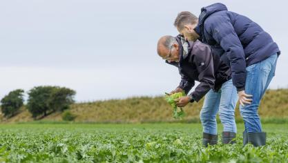 Het Nederlandse veredelingsbedrijf Rijk Zwaan is een van de kandidaten voor de Horti Innovatie Award met zijn slaluisresistentie.