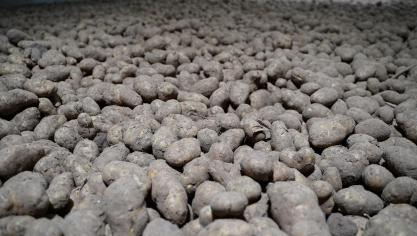 Belgapom meldt op 16 januarieen notering van 15 euro/ton (zonder btw) voor het aardappelras Fontane op de vrije markt.