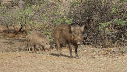 In Spanje zijn al 60 wilde everzwijnen aangetroffen die besmet waren met de Afrikaanse varkenspest.