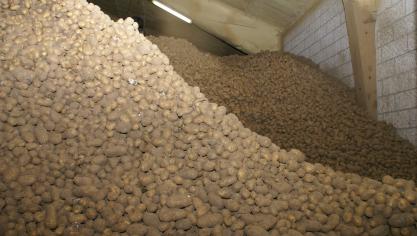 Belgapom meldt op 23 januari een notering van 15 euro/ton (zonder btw) voor de aardappelrassen Fontane en Challenger op de vrije markt.