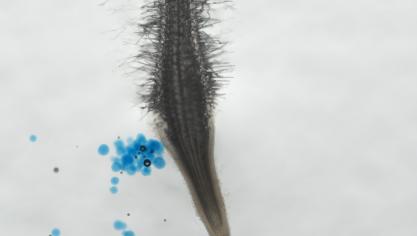 Wortel geïnfecteerd met het wortelknobbelaaltje Meloidogyne incognita.