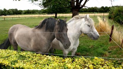 125.000 paarden verblijven bij particulieren en bevolken zo ons platteland als ‘paarden aan huis’.