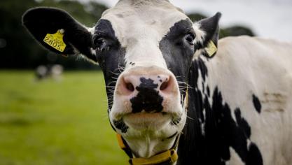 Bij een koe op een melkveebedrijf in de Nederlandse provincie Friesland zijn antistoffen van het vogelgriepvirus aangetroffen.